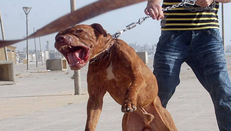 Φθιώτιδα: Στο νοσοκομείο 37χρονος πυροσβέστης -Τον δάγκωσε σκύλος ενώ έσβηνε φωτιά